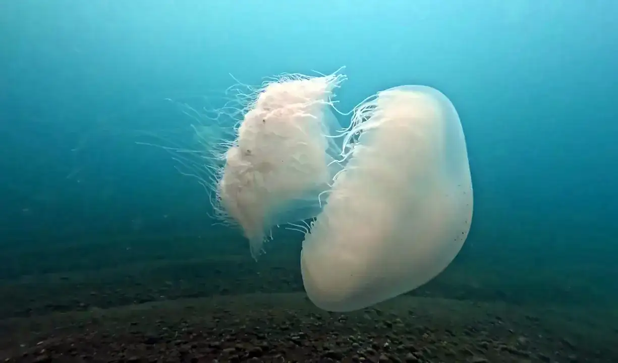 Akdeniz'in Devleri Antalya Körfezi'ni Kuşattı 6